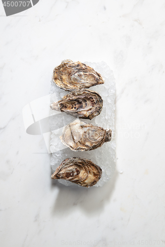 Image of Fresh raw oysters offered on crushed ice on a marble white background with copy space.