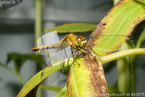 Image of Resting Dragonfly