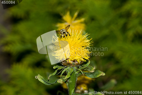 Image of Bumblebee