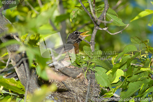 Image of Bird Nest