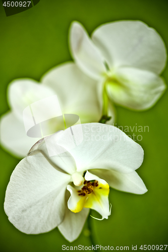 Image of Branch of white orchid.