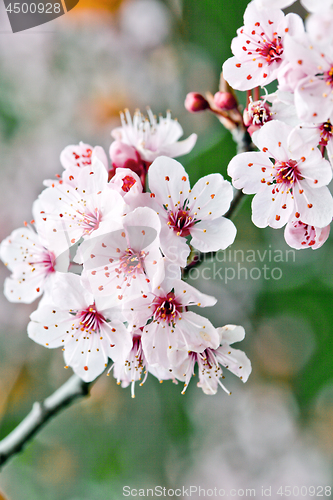 Image of Pink spring blossoms.