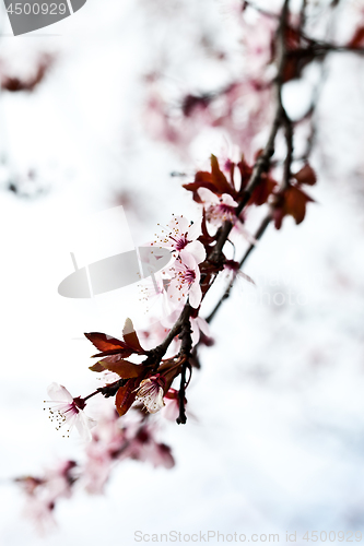 Image of Pink spring blossoms.