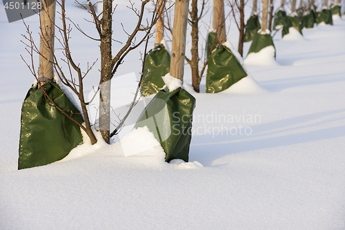 Image of planting trees in the city in winter