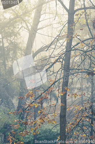 Image of autumn trees in mist