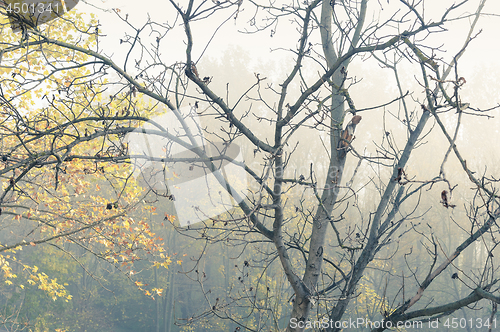 Image of autumn trees in mist