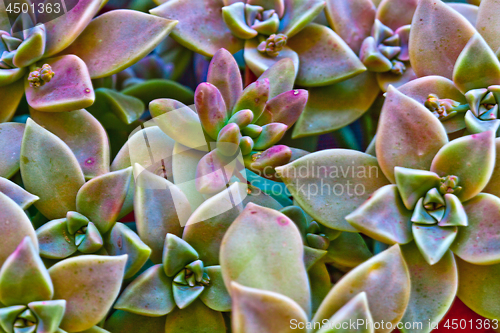 Image of Succulent plants macro image.