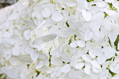 Image of White hydrangea closeup image.