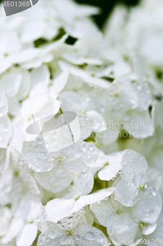 Image of White hydrangea with water drops.