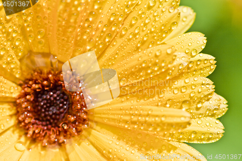 Image of Yellow gerber flower with water drops.