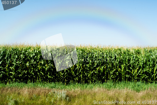 Image of Corn Field