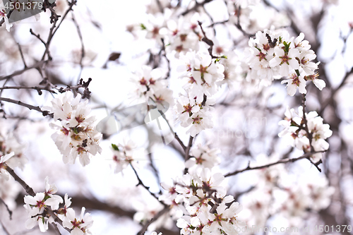 Image of Spring blossoms.