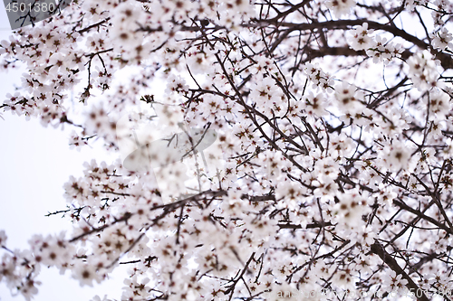 Image of Spring blossoms.