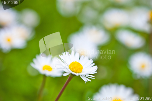 Image of Chamomile flowers field background.