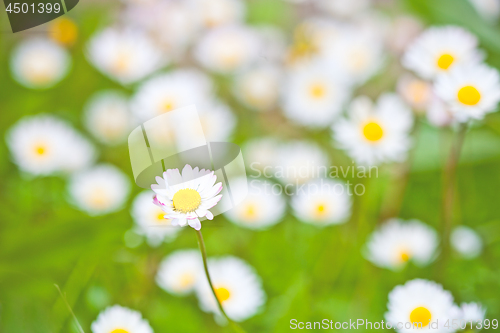 Image of Chamomile flowers field background.