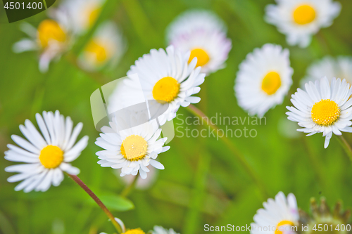 Image of Chamomile flowers field background.