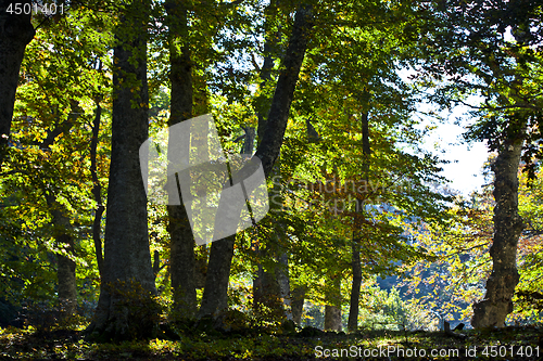 Image of Autumn italian forest.