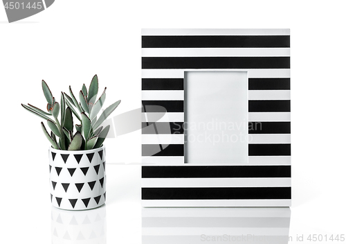 Image of Panda plant and stylish striped picture frame