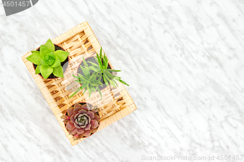 Image of Succulent plants home decor on marble background