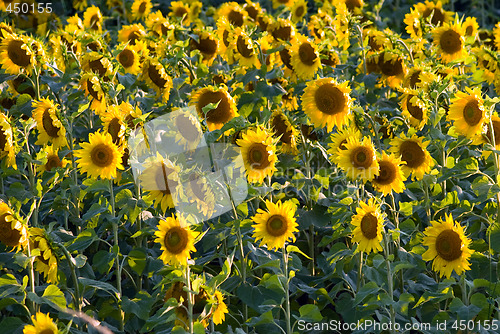 Image of Sunflower Field