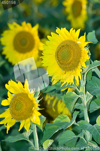 Image of Sunflowers