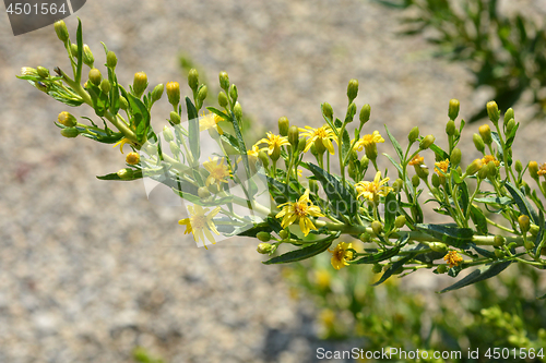 Image of Sticky fleabane