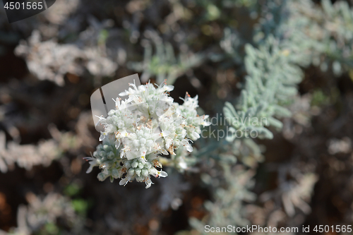 Image of Felty germander