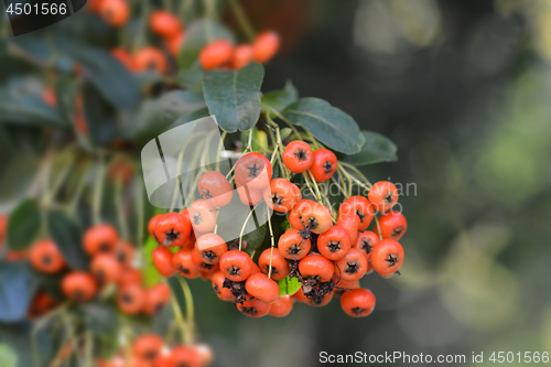 Image of Narrowleaf firethorn