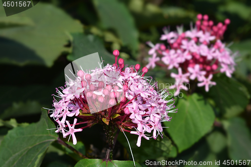 Image of Rose glorybower