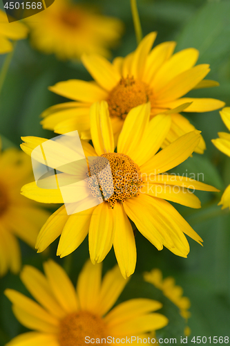 Image of False sunflower Dauer Gold