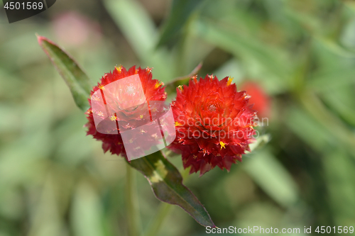 Image of Red globe amaranth