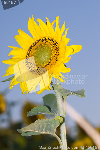 Image of Sunflower