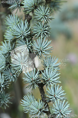 Image of Blue Atlas Cedar