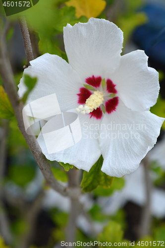 Image of Red Heart Rose of Sharon