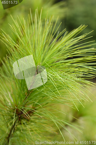 Image of Bhutan pine