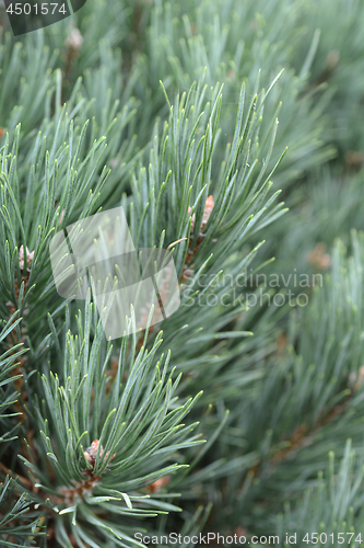 Image of Scotch pine