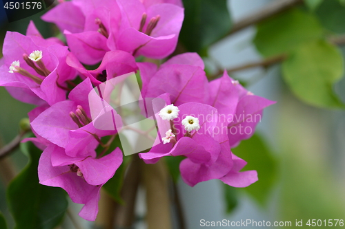 Image of Purple bougainvillea Alexandra