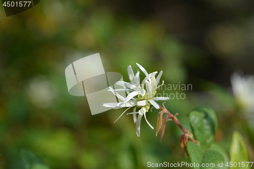 Image of Chinese fringe flower