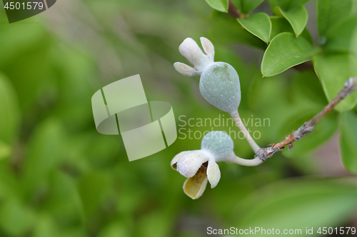 Image of Pineapple guava