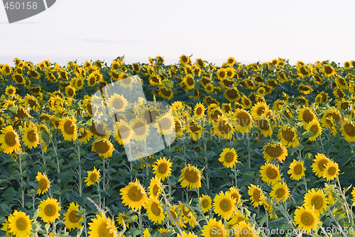 Image of Sunflower Field