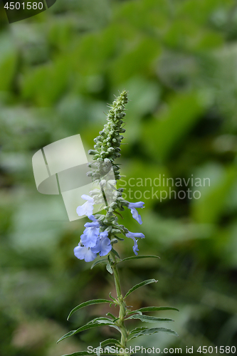 Image of Pitcher sage