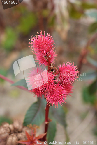 Image of Castor oil plant