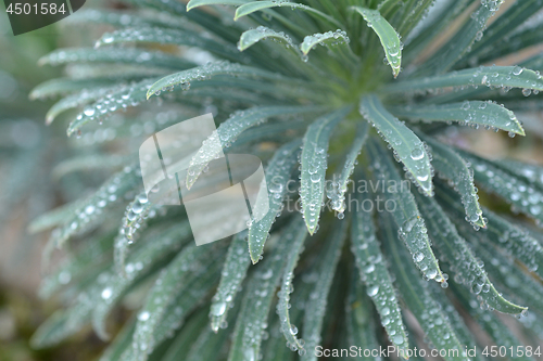 Image of Mediterranean spurge