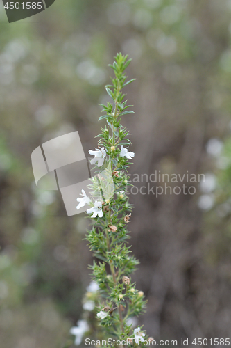 Image of Mountain savory