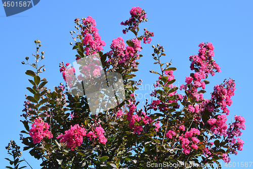 Image of Indian crape myrtle