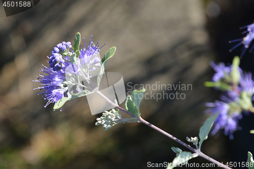 Image of Bluebeard Heavenly Blue