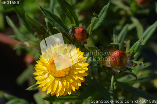 Image of Yellow strawflower