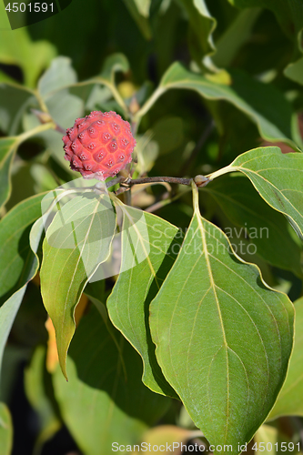 Image of Kousa dogwood Madame Butterfly