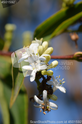 Image of Seven Son Flower