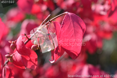 Image of Burning bush